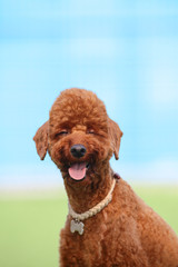 Happy puppies in a private playground
