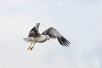 pretty seagull taking flight in close up
