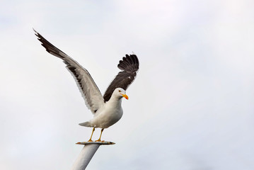 pretty seagull taking flight in close up