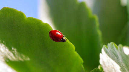 Macro of ladybug on a blade of grass