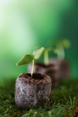  Seedling. Time of garden work. Cottage season. Sprouts in peat tablets on the grass on a green blurred background.