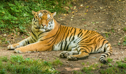 Naklejka na ściany i meble siberian tiger laying on the ground