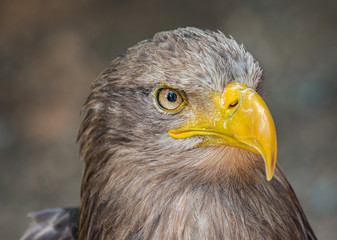 detailed portrait of sea eagle