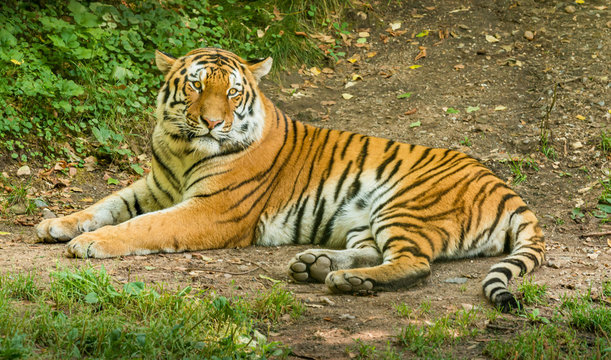 siberian tiger laying on the ground