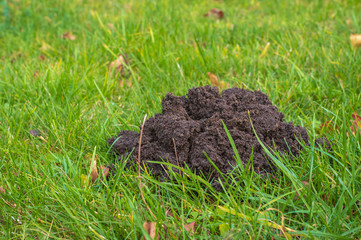 Mole hill on a green lawn