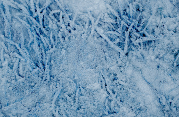 Fototapeta na wymiar The pattern of the grass with the snow