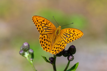 Detailed close up of a large silver-washed fritillary butterfly in sunlight