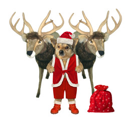 The beige dog in a Santa Claus costume with a red bag of Christmas gifts is standing between the two reindeer. White background. Isolated.