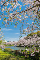 Beautiful  Cherry blossom festival at Chidorigafuchi Park,  Tokyo, Japan.