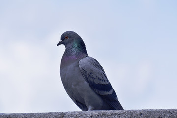 鳩