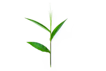 close up Fresh green leaves isolated on white background, Twig with green leaves