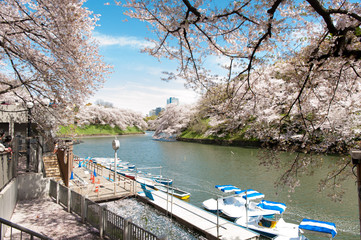 Beautiful  Cherry blossom festival at Chidorigafuchi Park,  Tokyo, Japan.