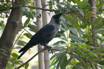 crows are black birds waiting for food