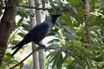crows are black birds waiting for food