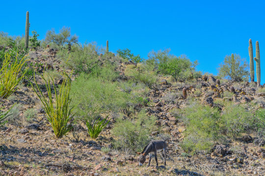 Wild donkeys, at the Lake Pleasant Regional Park in the Sonora Desert. Saguaro Cactus (Carnegiea Gigantea) in the background. Maricopa County, Arizona USA