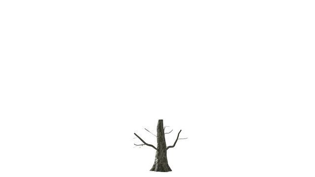 3d rendering of a growing tree isolated on a white background for presentation or architectural uses. Growing tree on white (with alpha matte, 4K)	
