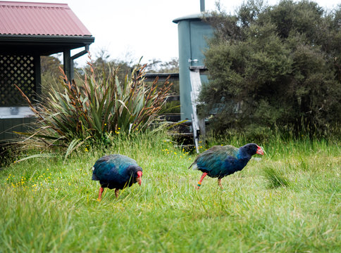 takahe and weka new zealand native birds explore the campsite along the Heaphy great walk trail