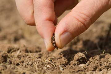 the fingers of the gardener sprinkle fennel seeds on loose soil