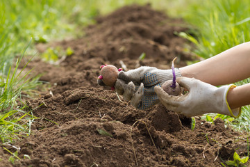 hands holding potato tubers on the background of plowed soil