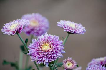 Countless horticultural variety of Chrysanthemum