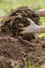 the gardener puts manure to improve the plowed land