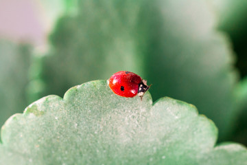 Macro of ladybug on a blade of grass