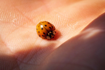 Macro of ladybug on a blade of grass