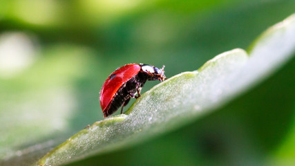 Macro of ladybug on a blade of grass
