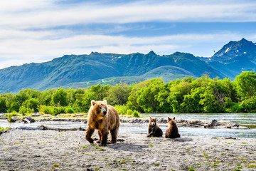 Ruling the landscape, brown bears of Kamchatka (Ursus arctos beringianus) © vaclav