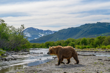 Ruling the landscape, brown bears of Kamchatka (Ursus arctos beringianus)