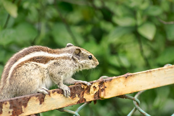 A small striped rodents marmots chipmunks squirrel monkey (sciurus fauna adorable creature) spotted on hunting mood sitting over rusty cage rod structure. Animal in captivity confinement background.