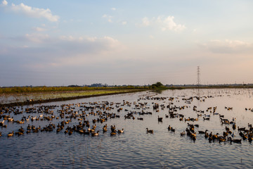 Asia, Thailand, Agriculture, Animal, Animal Body