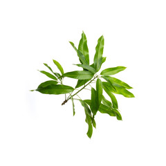 leaf or mango leaf on a background new.