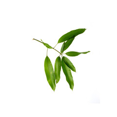 leaf or mango leaf on a background new.