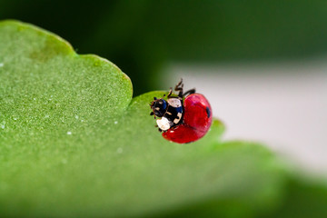 Macro of ladybug on a blade of grass