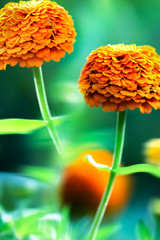 Bright orange flowers in the summer garden. Magical macro image.