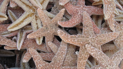 Seesterne Detailaufnahme