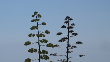 Typischer Baum am Mittelmeer