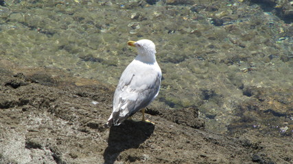 Möve am Strand
