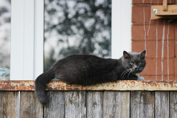 grey white cat with green eyes laying on balcony