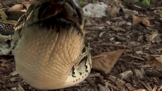 A big curious snake flicks its tongue at the camera while moving along the ground
