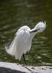 Snowy Egret 