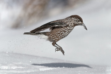 Spotted nutcracker looking for food (Nucifraga caryocatactes)