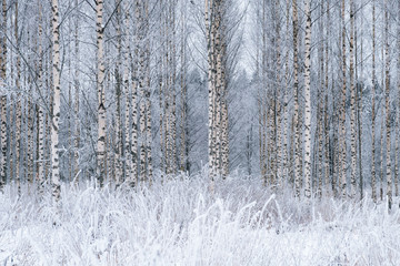 Winter landscape with snowy birch trees in the park. Blizzard in the winter park.