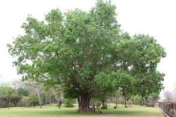 Fototapeta na wymiar Big Bodhi tree in the garden