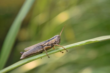 Fototapeta premium Grasshopper on Green Leaf
