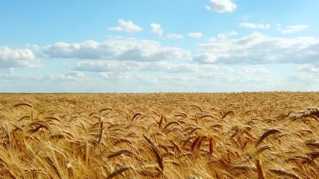 Wheat field, ears of wheat swaying from the gentle wind.