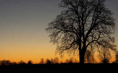 Fototapeta na wymiar sunset with tree silhouette orange and black