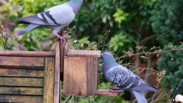 Feral pigeons fighting over peanuts in urban house garden in winter.