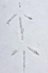 Bird track in snow, Crna Mlaka fishponds